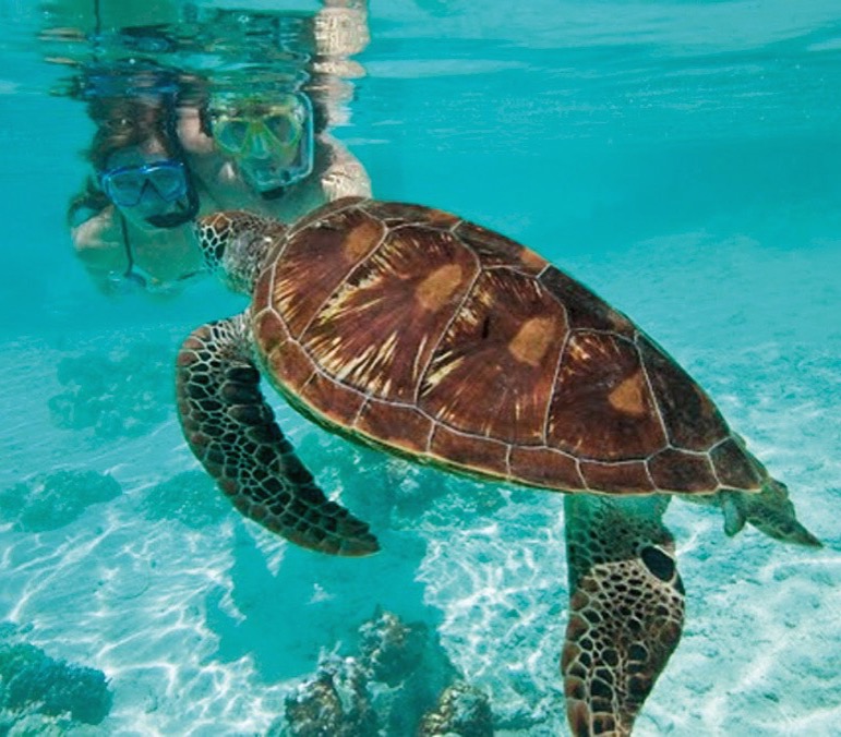 "Explore the Stunning Underwater World in Sint Maarten - Day Charters SXM"