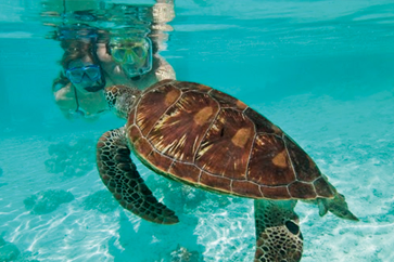 "Explore the Stunning Underwater World in Sint Maarten - Day Charters SXM"